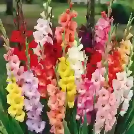 Large Flowered Mix
